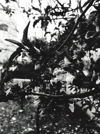 Close-up of leaves on twig