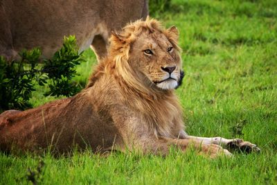 Portrait of a relaxed lion