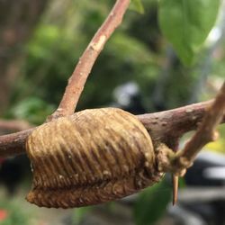 Close-up of lizard on tree
