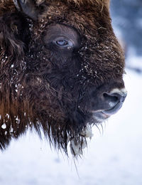 Close-up of a horse