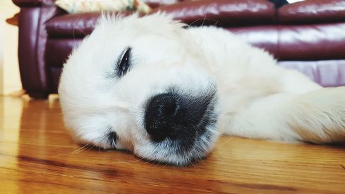 Close-up portrait of puppy relaxing on sofa at home