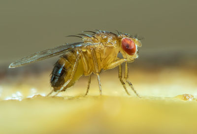 An extreme macro shot of a small fruit fly