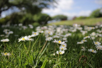 Close-up of white daisy flowers on field