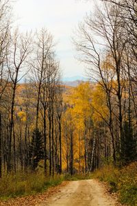 Dirt road amidst trees in forest during autumn