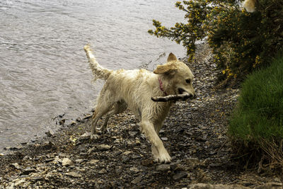 Golden retriever dog emerging from a lake in the snowdonia national park, wales uk