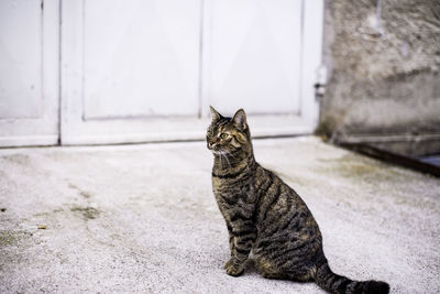 Side view of cat sitting on footpath