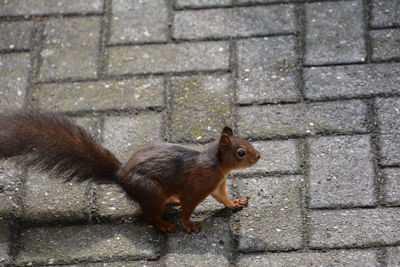 Close-up of squirrel on footpath
