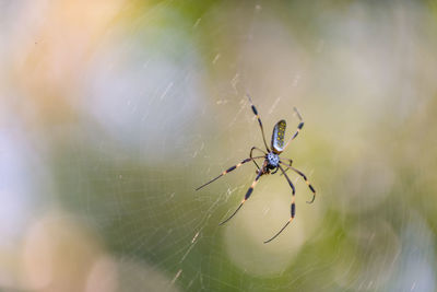 Close-up of spider on web
