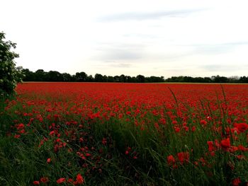 Red flowering plants on field against sky