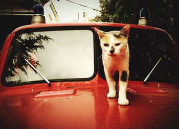 Cat looking through car window