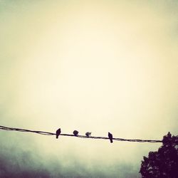 Low angle view of birds perching on power line