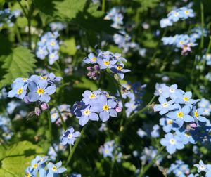 flowering plant