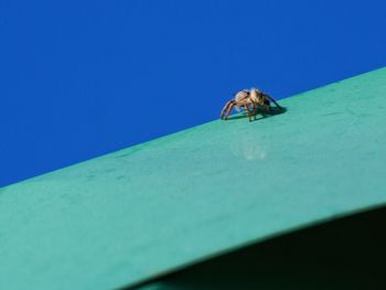 Close-up of insect on blue sky