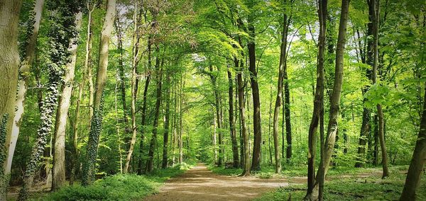 Walkway amidst trees in forest