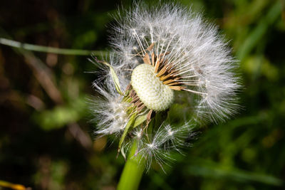 Close-up of dandelion flower