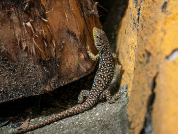 Lagarto ocelado, timon lepidus