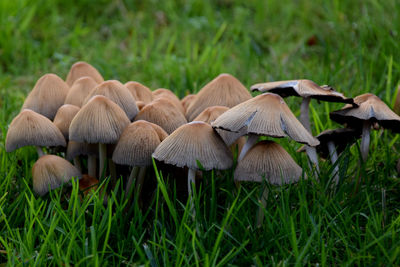 Close-up of mushrooms on field