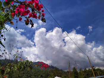 Low angle view of flowering plants against sky