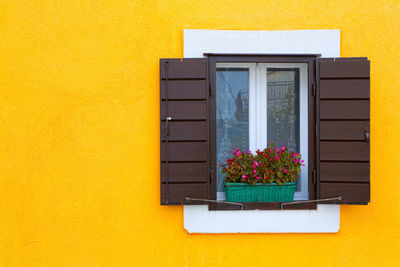 Potted plant on yellow window of building
