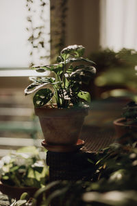 Close-up of potted plant on window