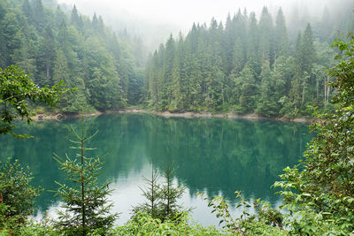 Scenic view of lake in forest