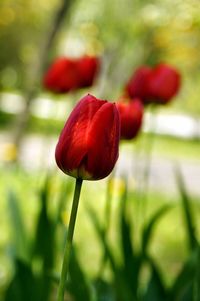 Close-up of red flower