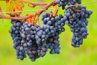 Close-up of grapes growing on plant