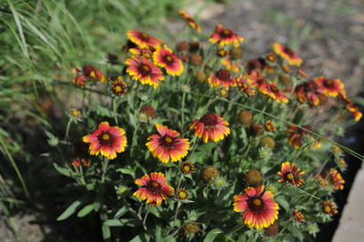 High angle view of flowering plants on field