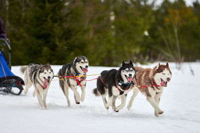 Dogs running on snow covered landscape