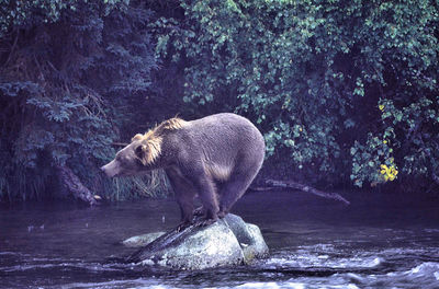 Side view of a bear on stone over lake