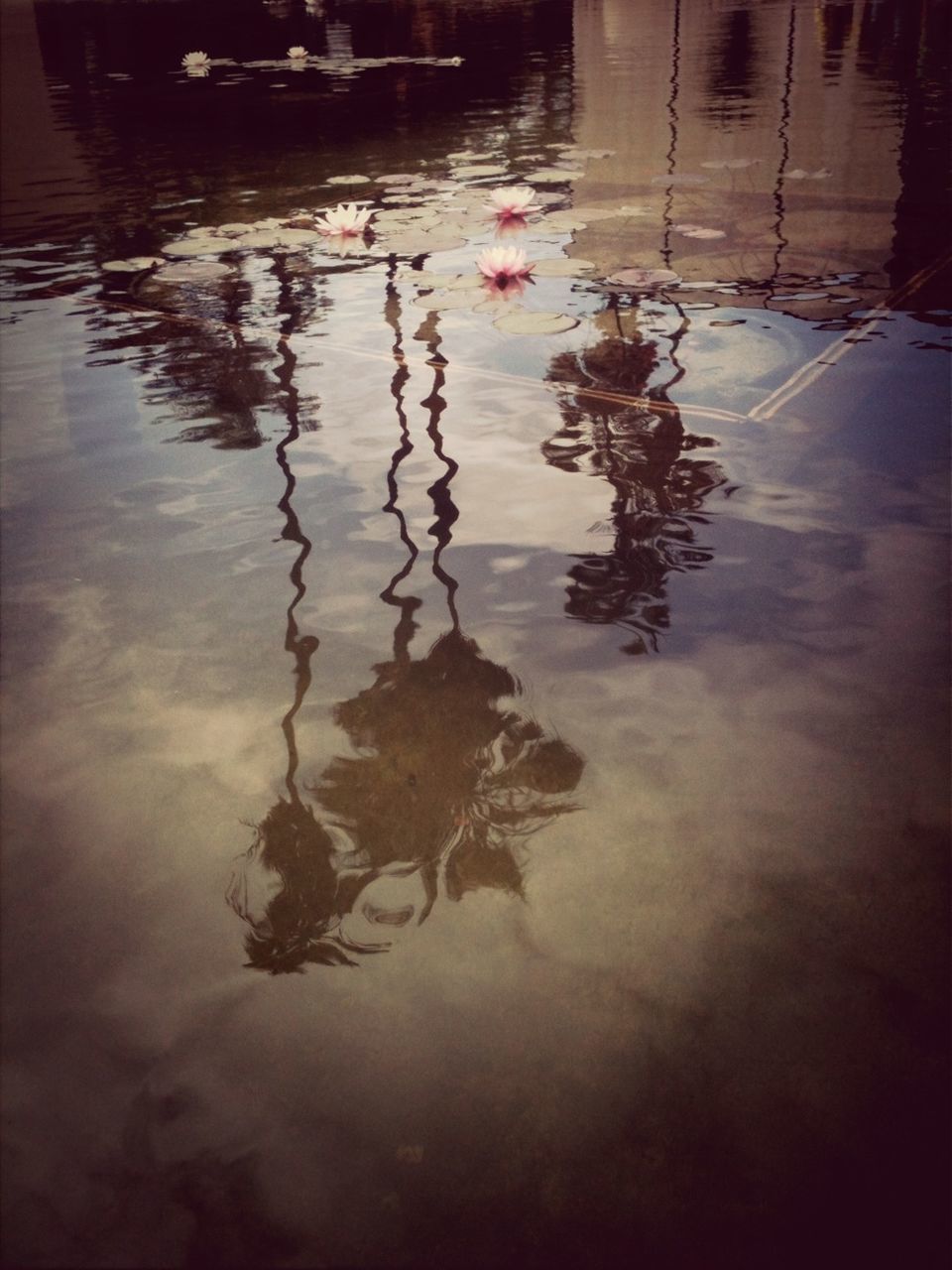 water, reflection, lake, waterfront, rippled, high angle view, floating on water, nature, tranquility, pond, outdoors, no people, swimming, river, beauty in nature, day, standing water, puddle, bird, sunlight