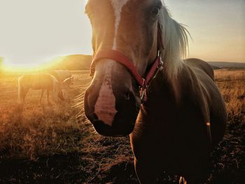 Close-up of horse on field against sky during sunset