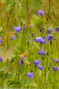 Close-up of purple flowers