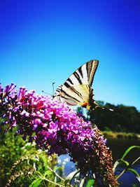 Close-up of butterfly pollinating on purple flower