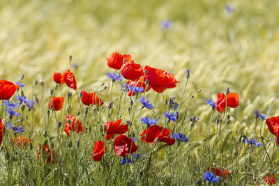 Close-up of red poppies on field