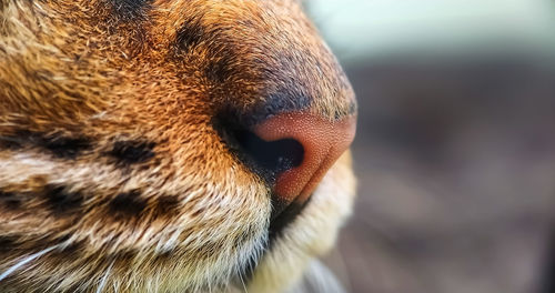 Close-up of a bird