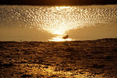 Silhouette bird on beach during sunset