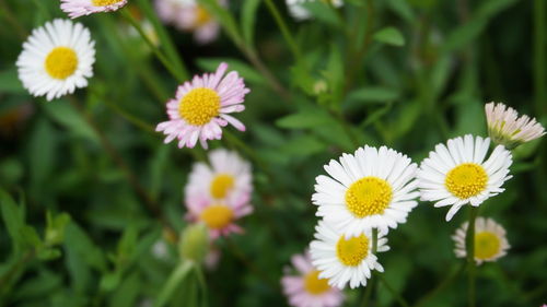 Close-up of white flowering plants