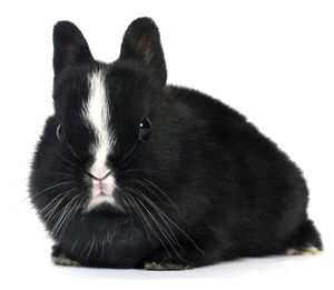 Close-up of black cat against white background