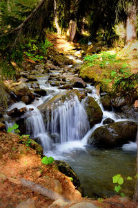 Scenic view of waterfall in forest