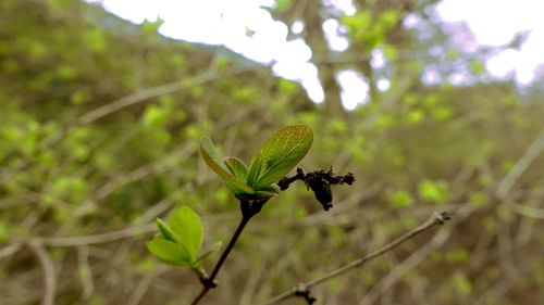 Close-up of insect on plant