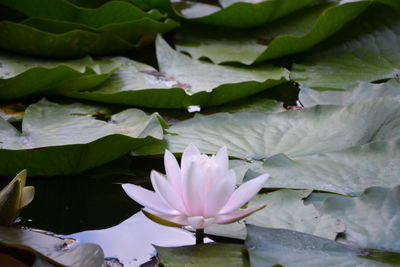 Close-up of lotus water lily in lake