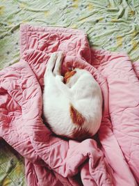 High angle view of cat lying on pink blanket over bed at home