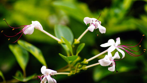 Close-up of pink flowers