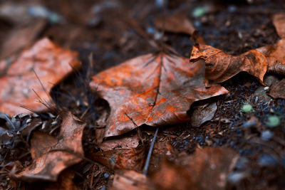 Close-up of dry maple leaf on tree