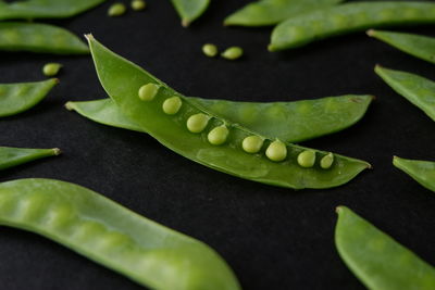 High angle view of green leaves on plant