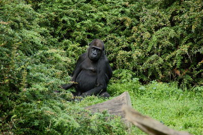 Gorilla sitting on land in forest