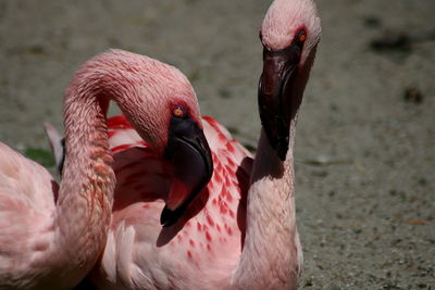 Close-up of flamingo