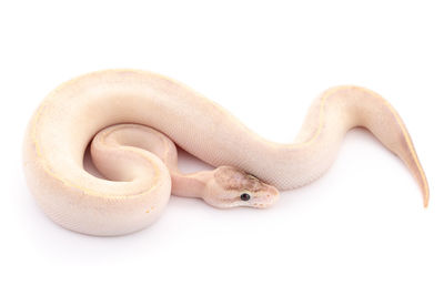 Close-up of lizard on white background