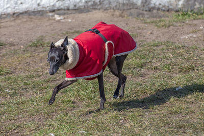 Dog on red grass